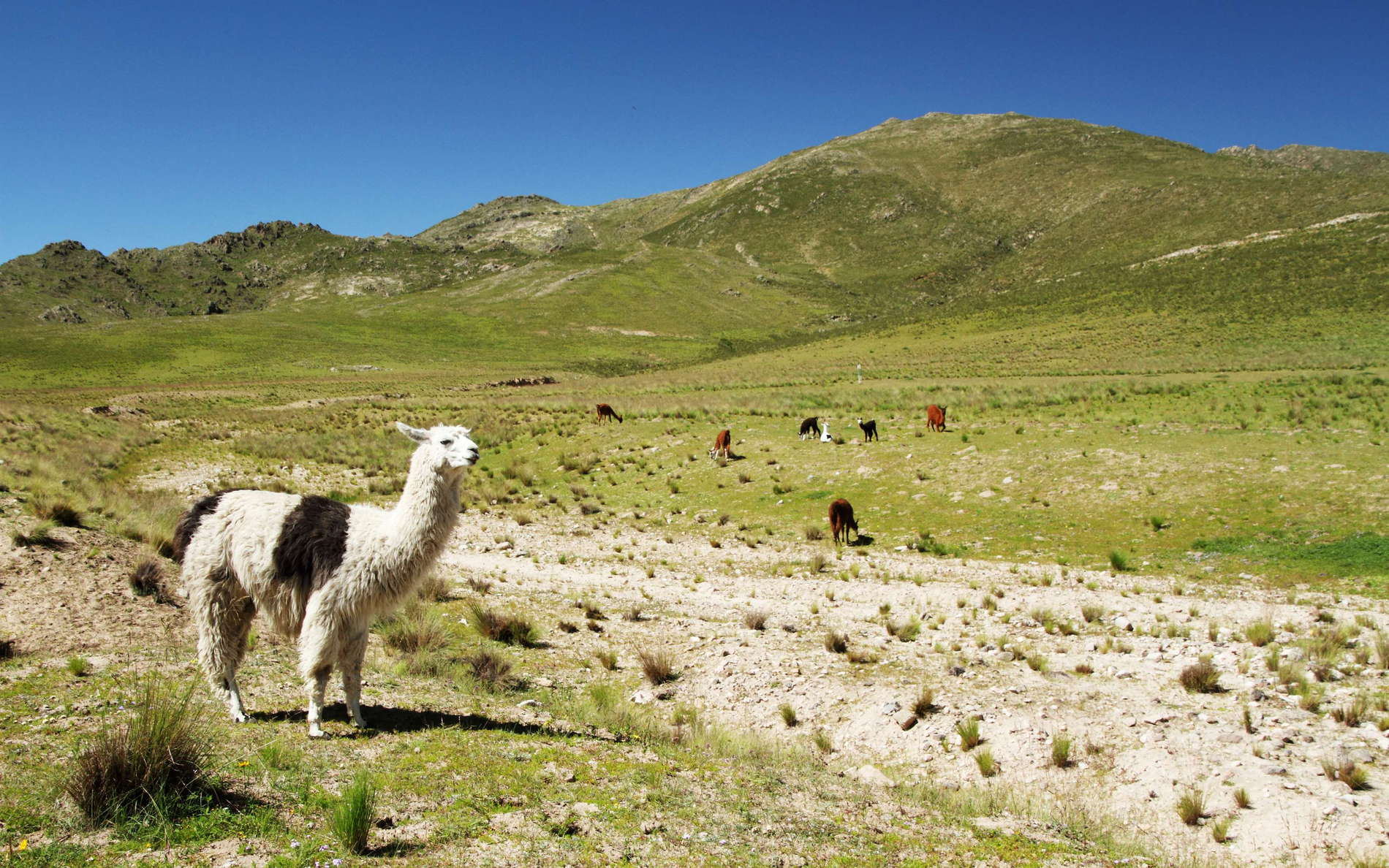 Abra del Infernillo | Alpine grassland with llamas