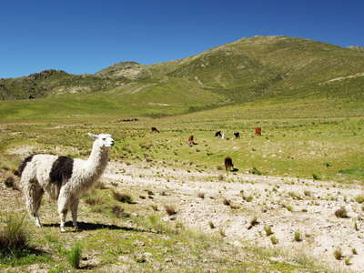 Paso El Infernillo | Alpine grassland with llamas
