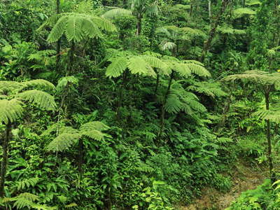 Morne Trois Pitons NP | Ravine with tree ferns