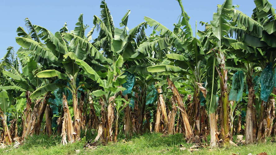 L'Ajoupa-Boullion | Banana cultivation