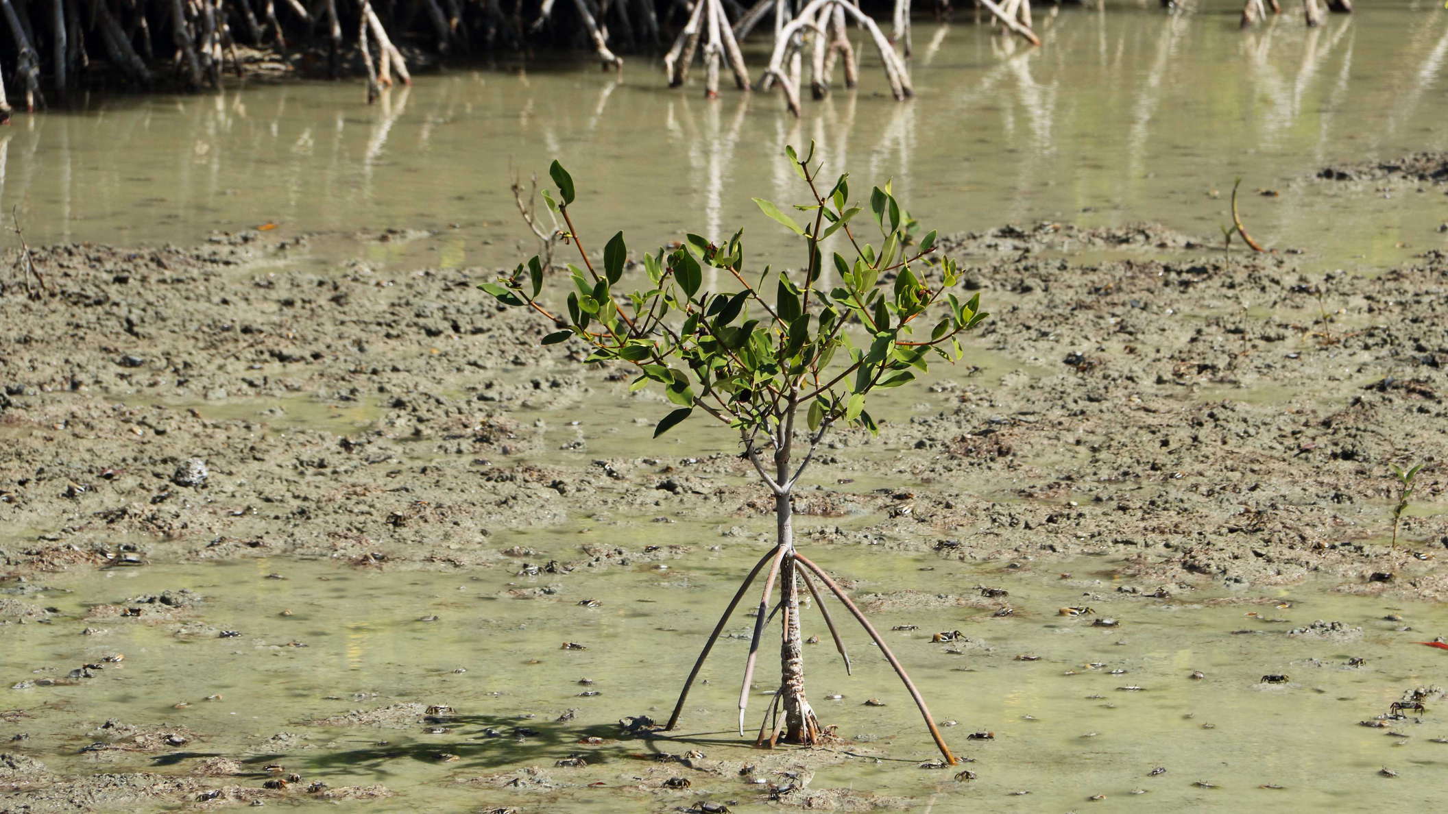 Les Salines | Small mangrove with prop roots