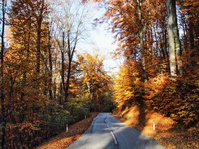 Wienerwald | Beech forest in autumn