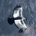 Cruz del Cóndor | Vultur gryphus