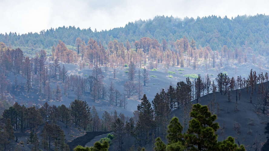 Cumbre Vieja | Pine forest affected by volcanic eruption