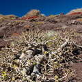 Montaña Bocinegro | Euphorbia balsamifera