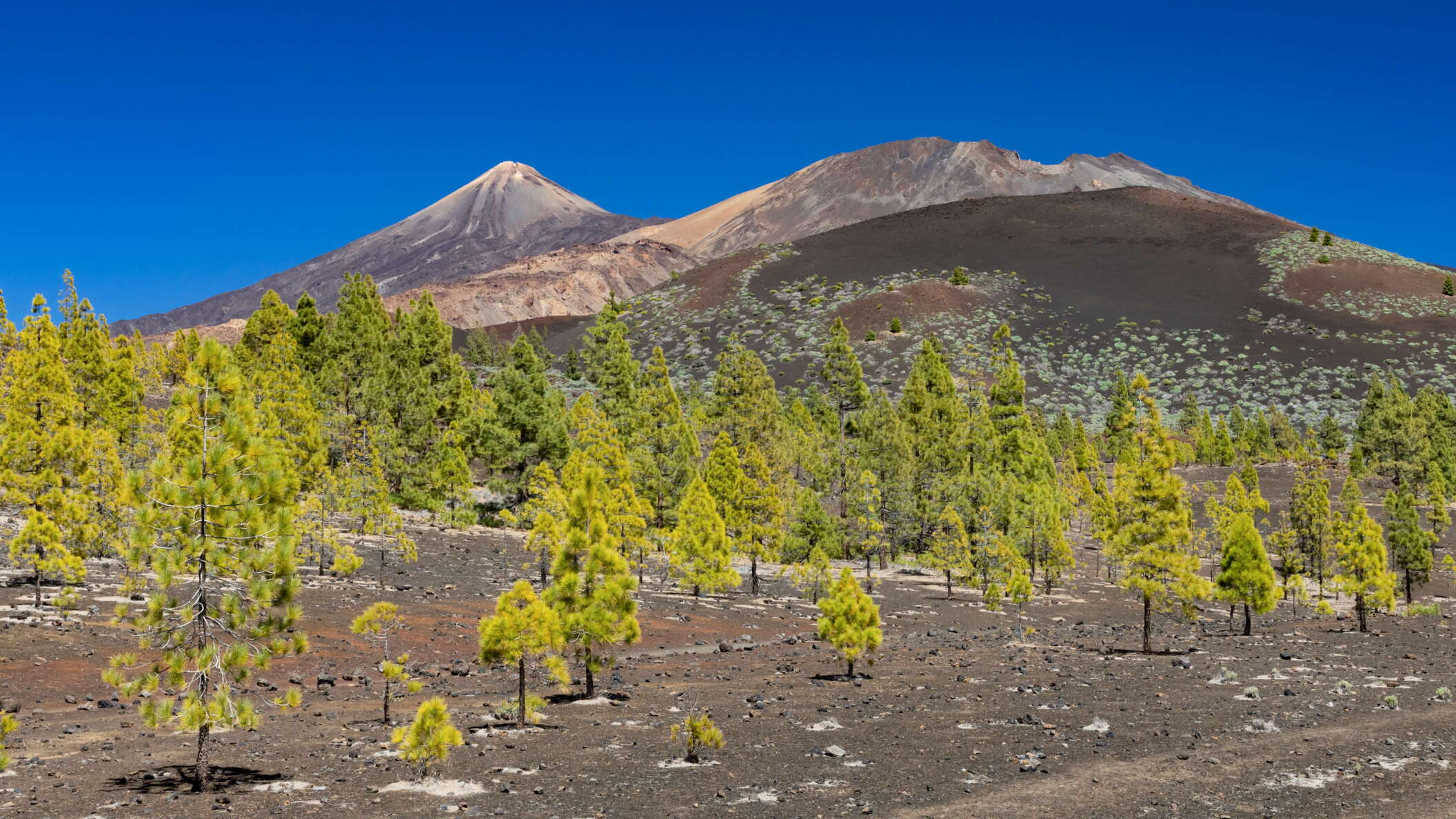 Pico del Teide and Pico Viejo