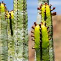 Macizo de Teno | Euphorbia canariensis