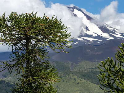 PN Conguillío | Araucaria trees and Volcán Llaima