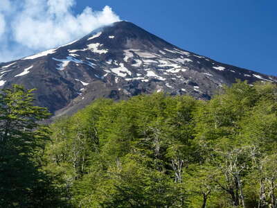 Nothofagus forest and Volcán Villarrica