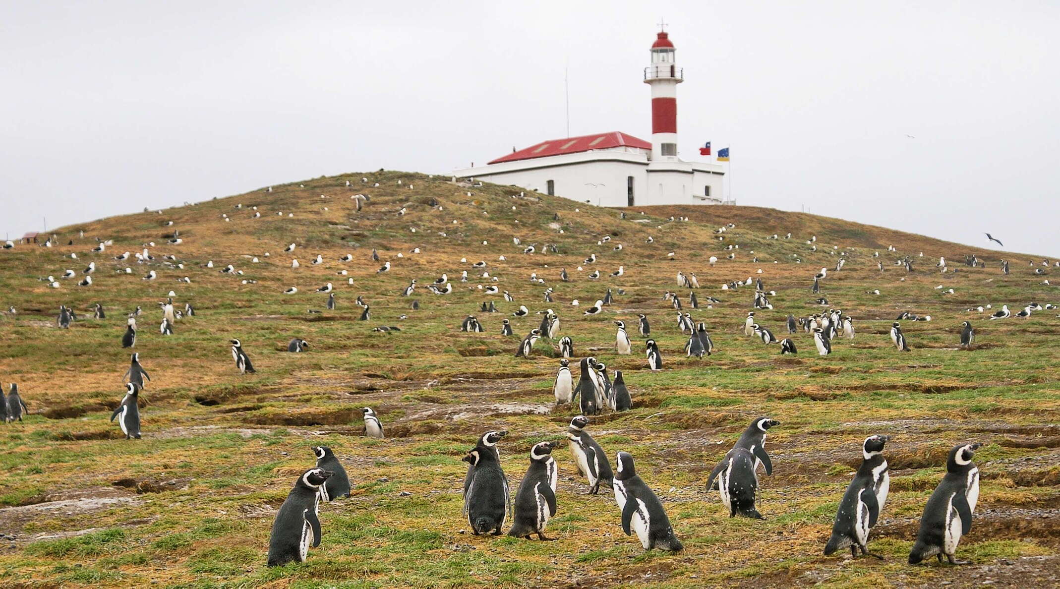 Isla Magdalena | Penguins and lighthouse