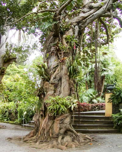 Puerto de la Cruz | Ficus macrophylla