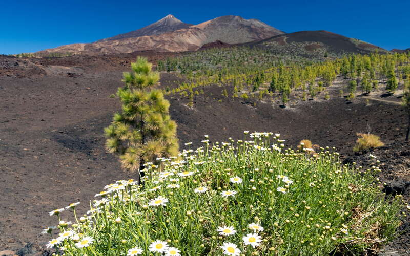 Argyranthemum tenerifae with Pico del Teide and Pico Viejo