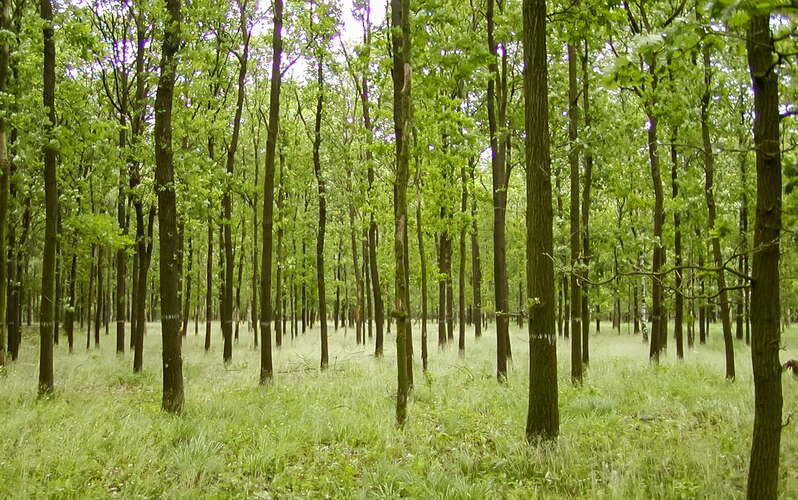 De Hoge Veluve | Oak forest