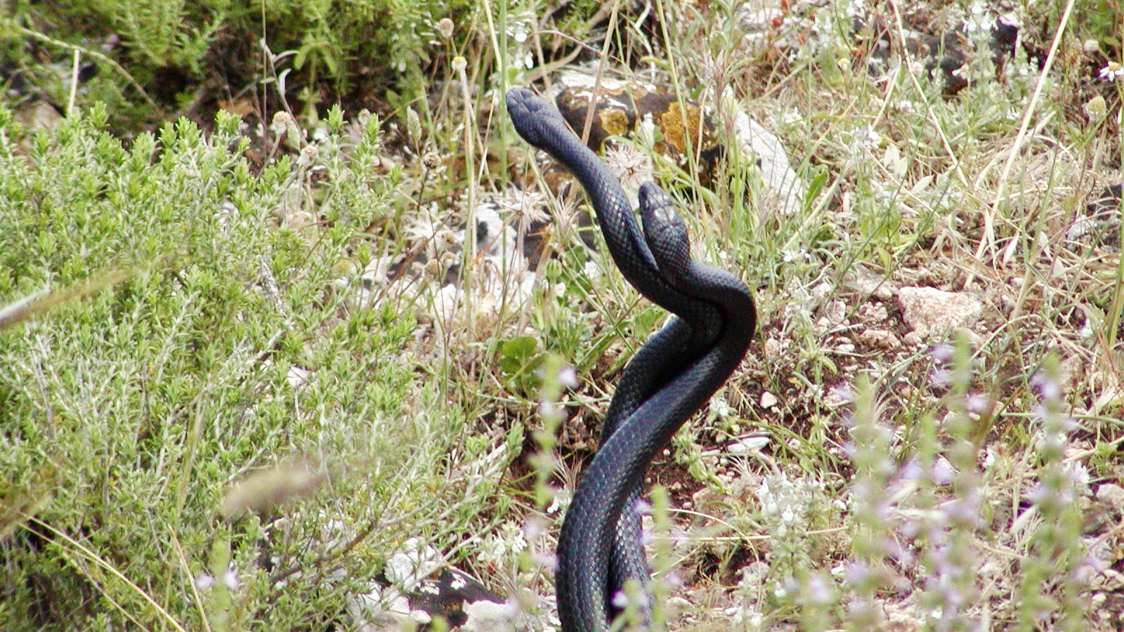 Cavagrande del Cassibile | Snakes