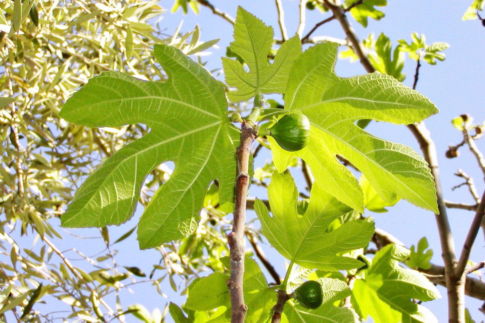 Tinghir  |  Fig tree