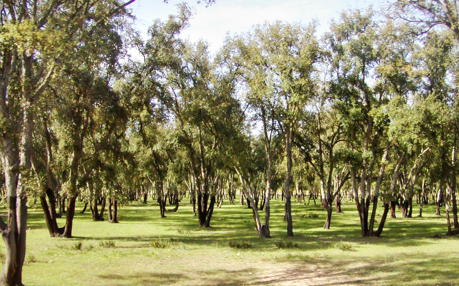 Rabat  |  Cork oak grove