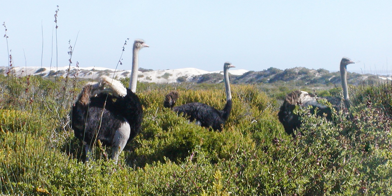 West Coast NP  |  Ostriches