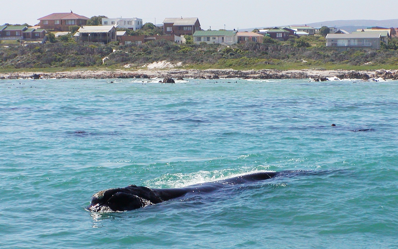 Walker Bay with whale