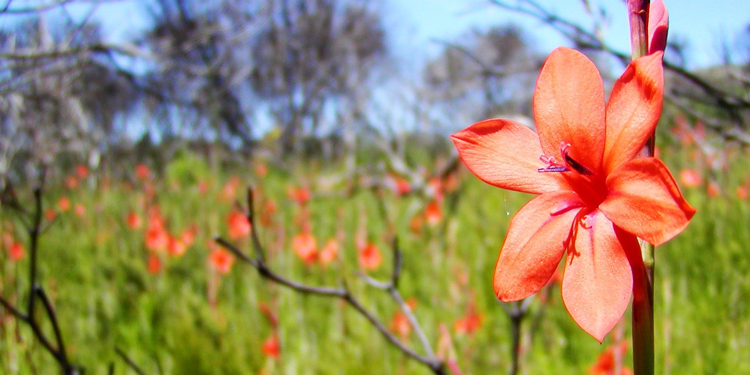 Grootbos NR  |  Watsonia stenosiphon