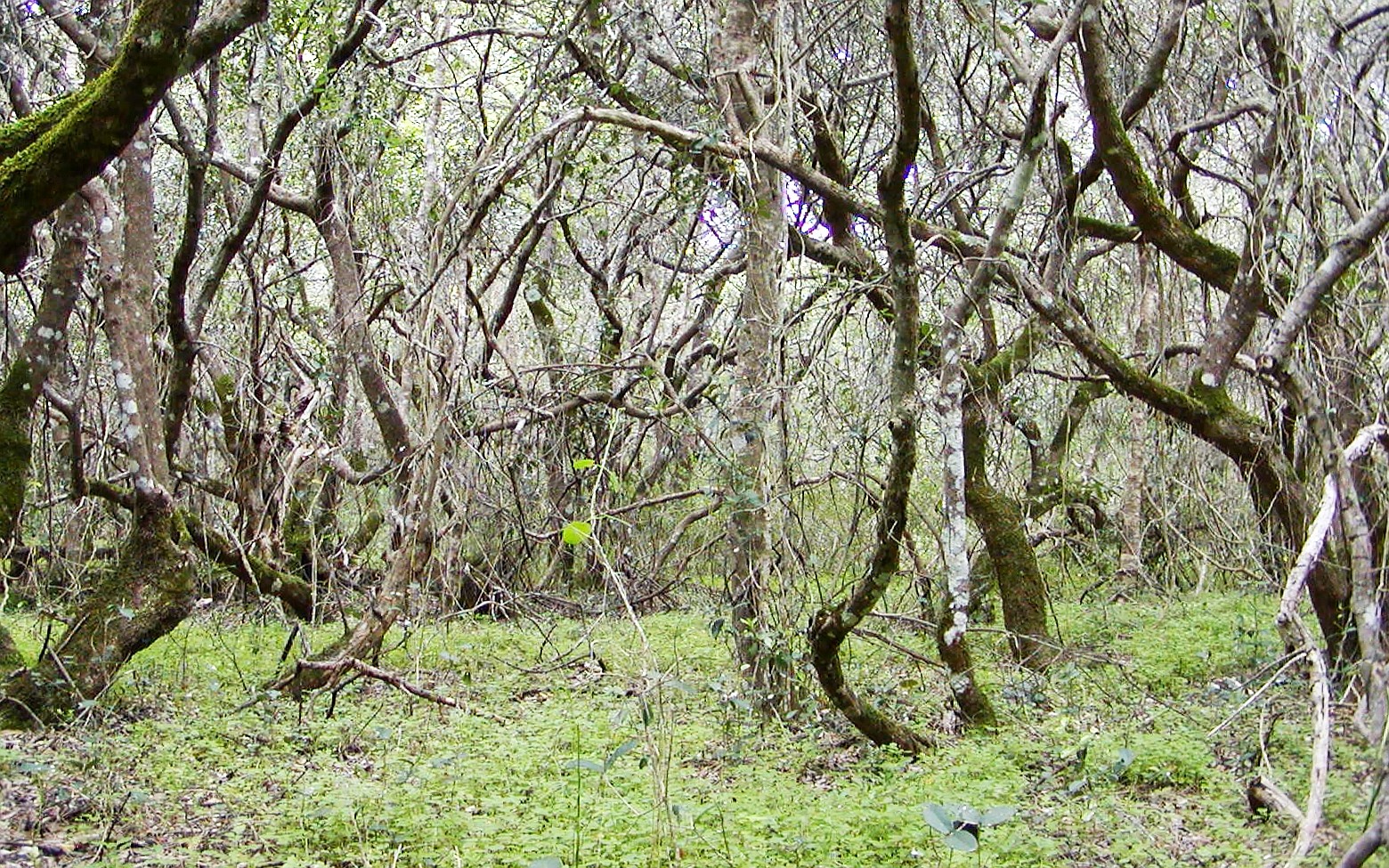 Grootbos NR  |  Milkwood forest