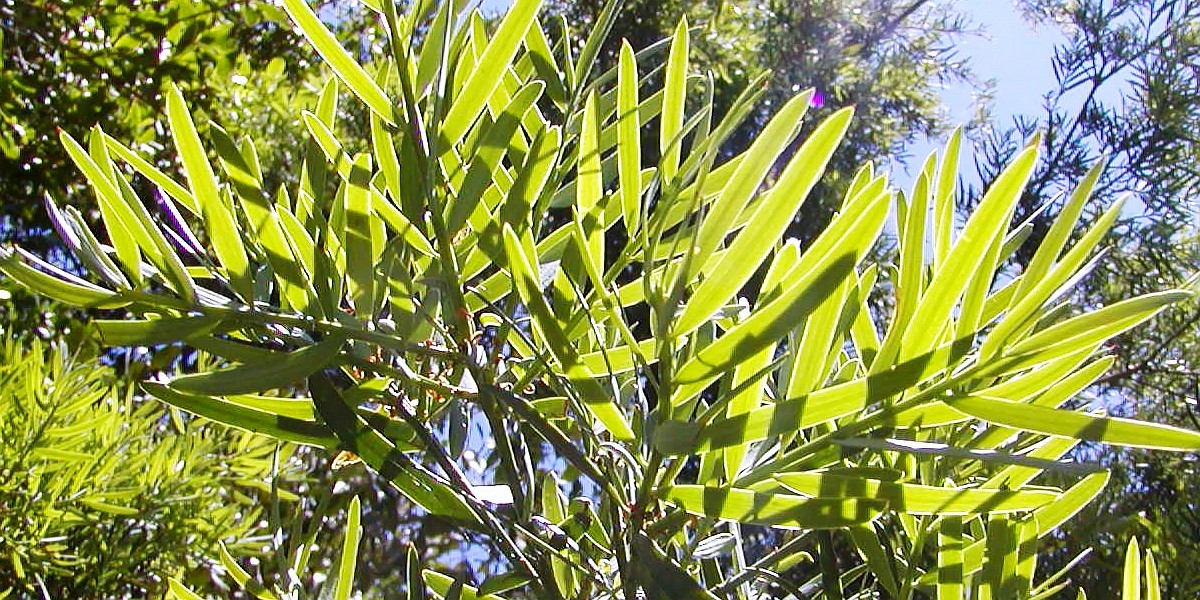 Knysna Forest  |  Podocarpus leaves