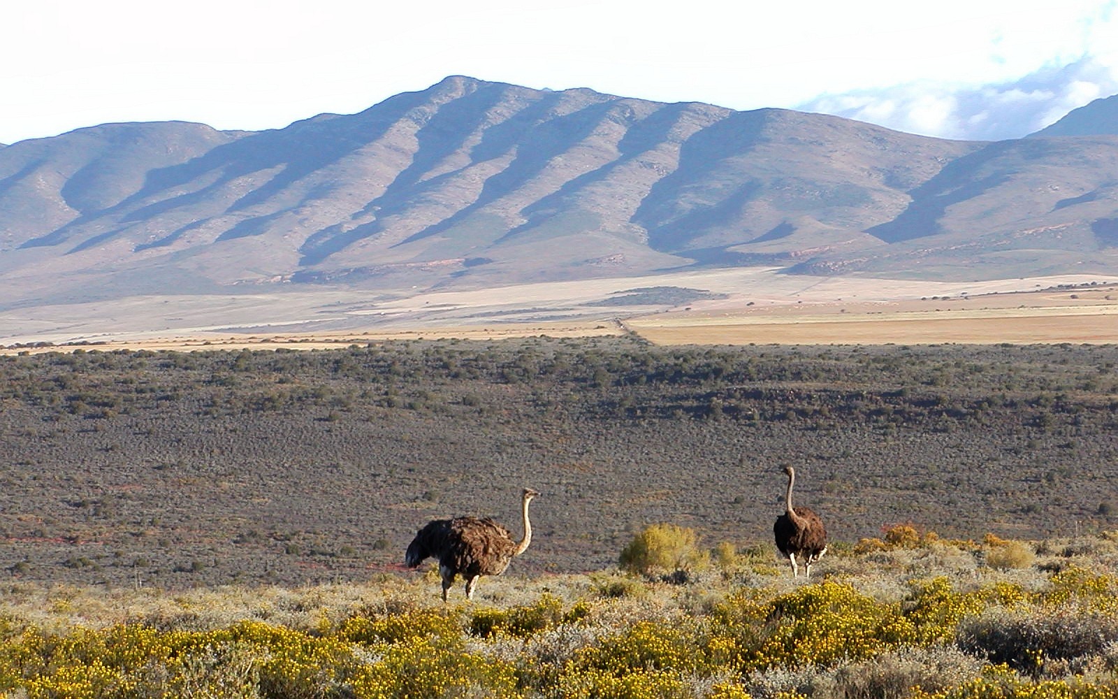 Oudtshoorn  |  Ostriches in the Little Karroo
