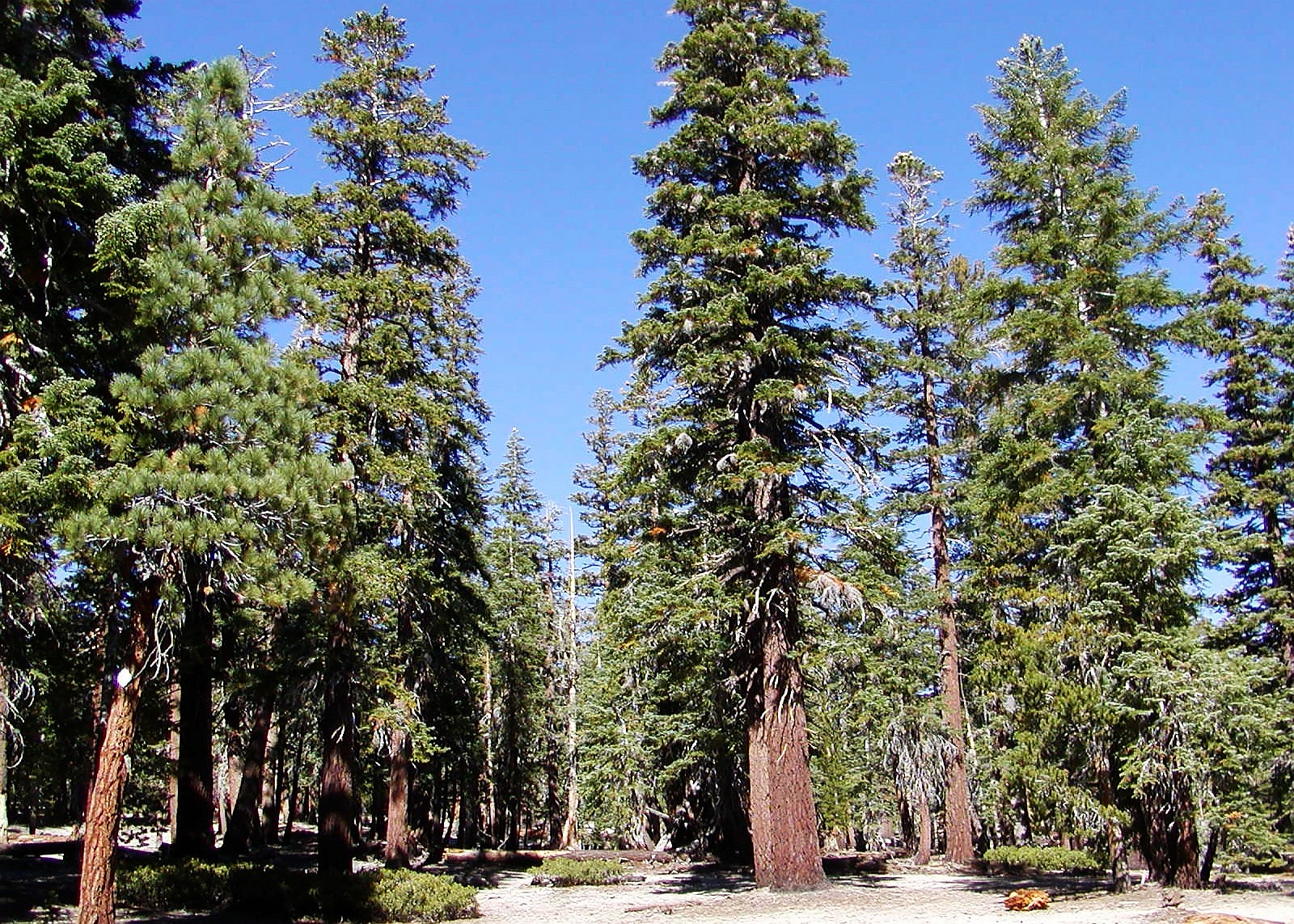Mammoth Lakes  |  Red fir forest