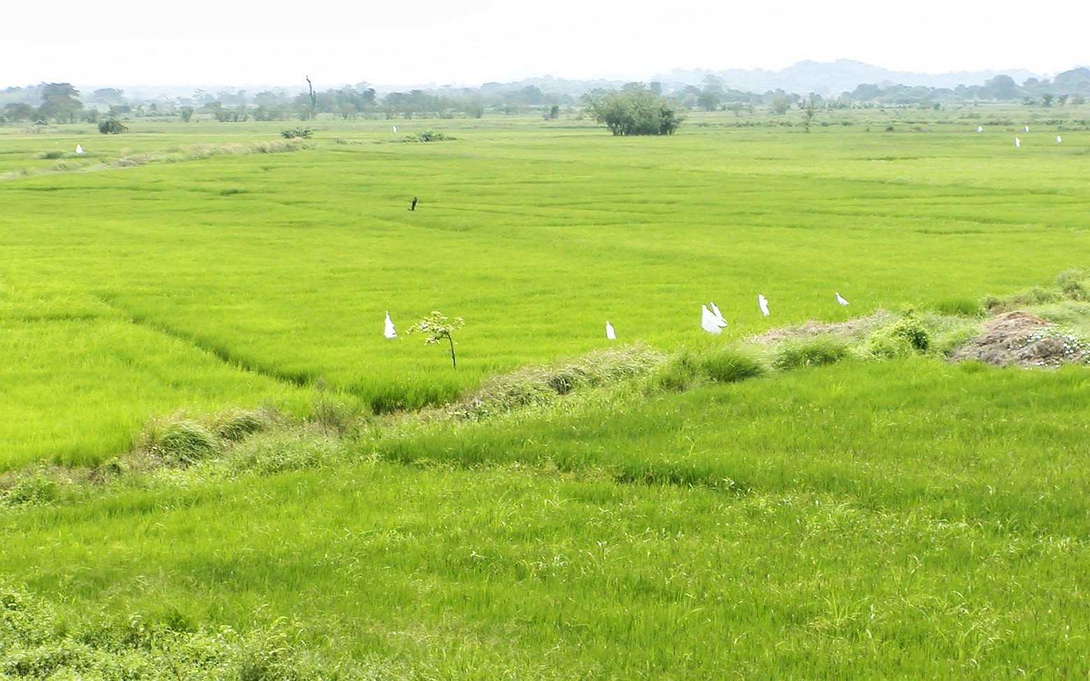 Palatiyawa  |  Rice cultivation