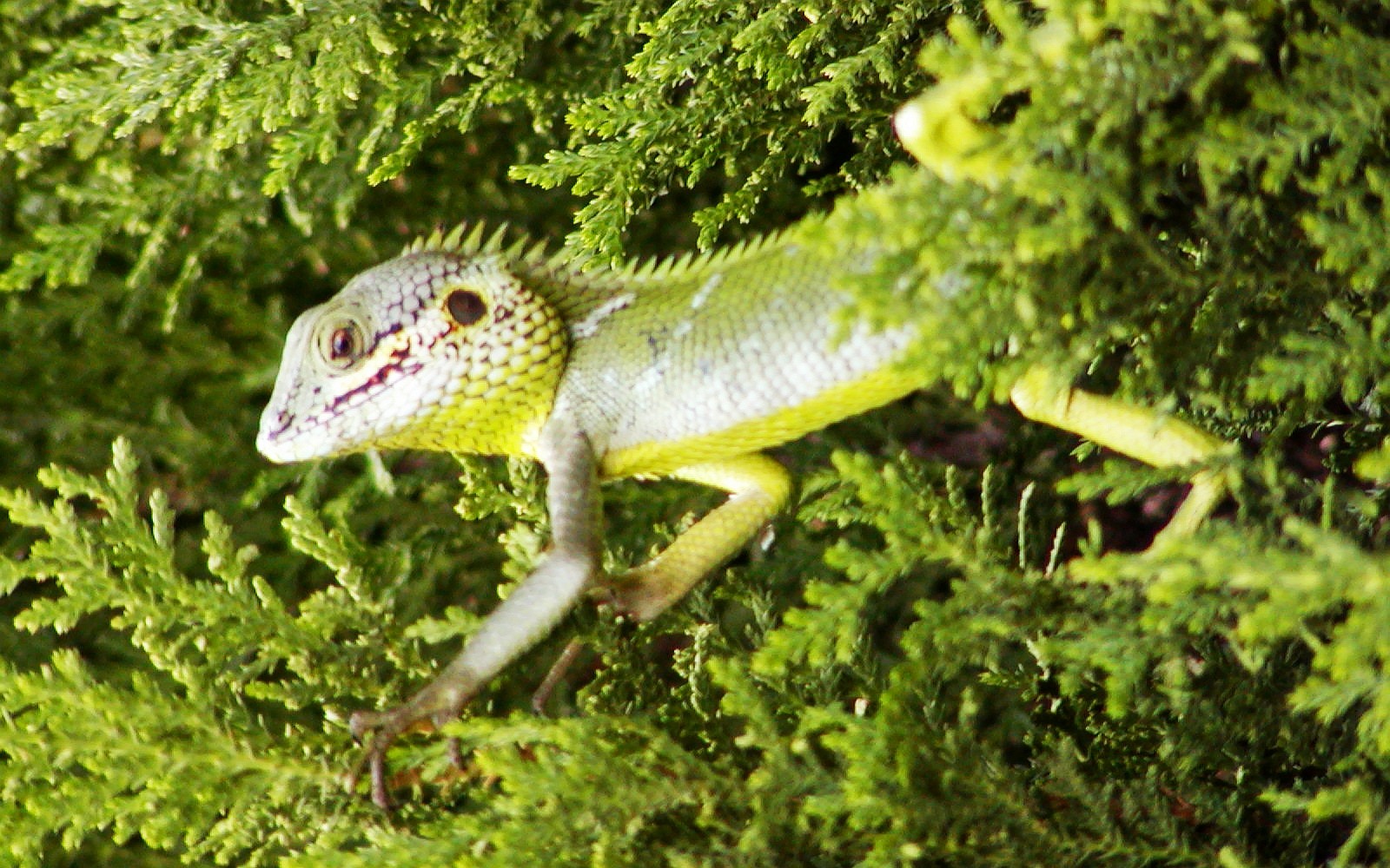 Nuwara Eliya  |  Lizard