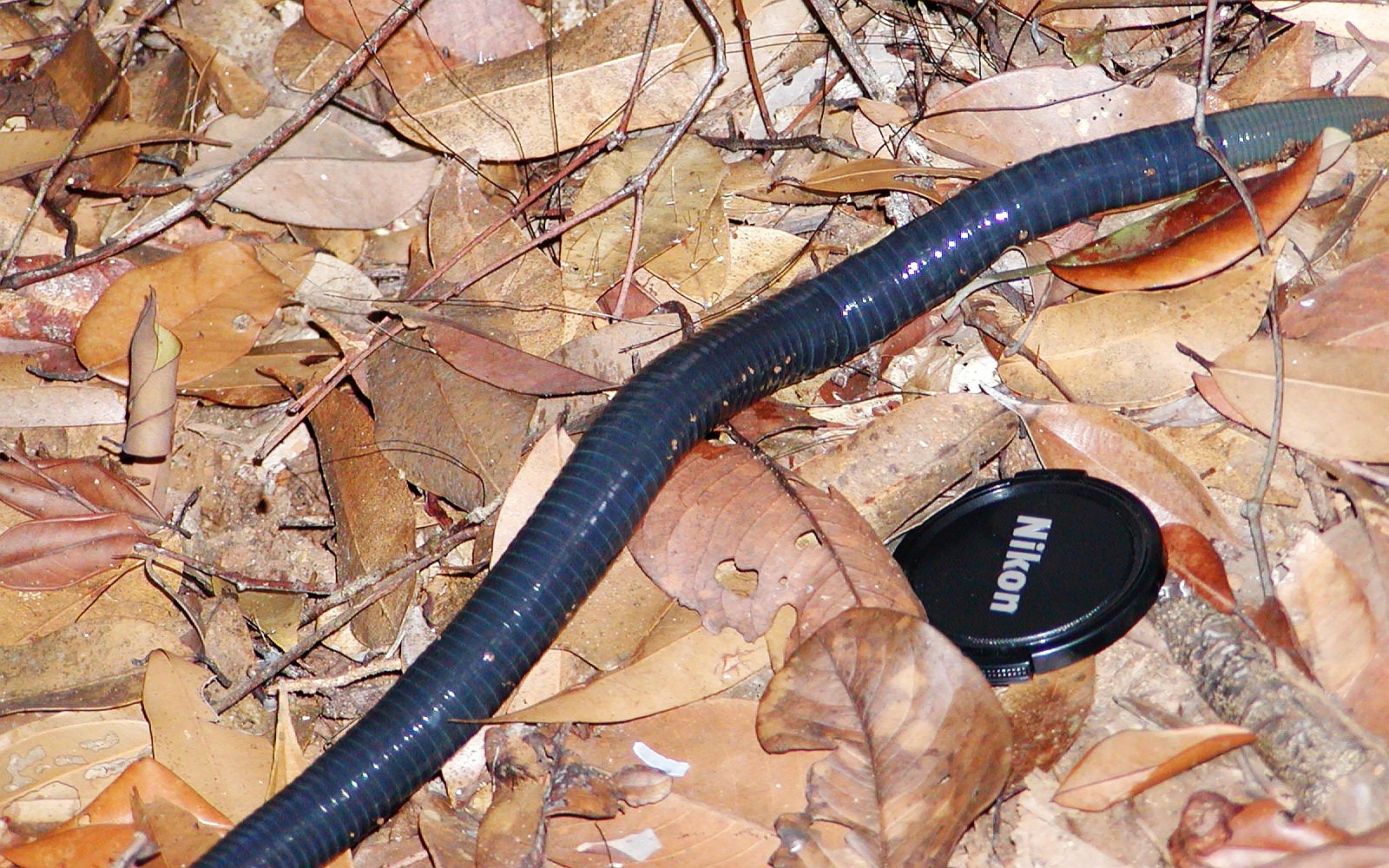 Sinharaja Forest Reserve  |  Earth worm