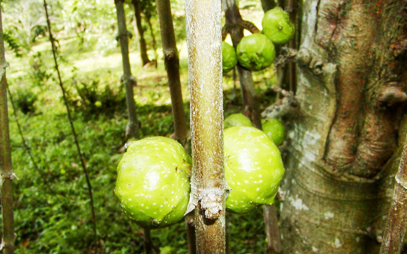 Haldummulla  |  Ficus hispida