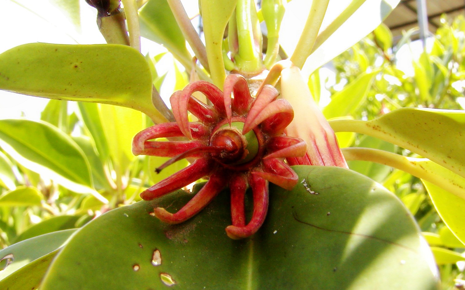 Negombo  |  Flower of Bruguiera gymnorhiza