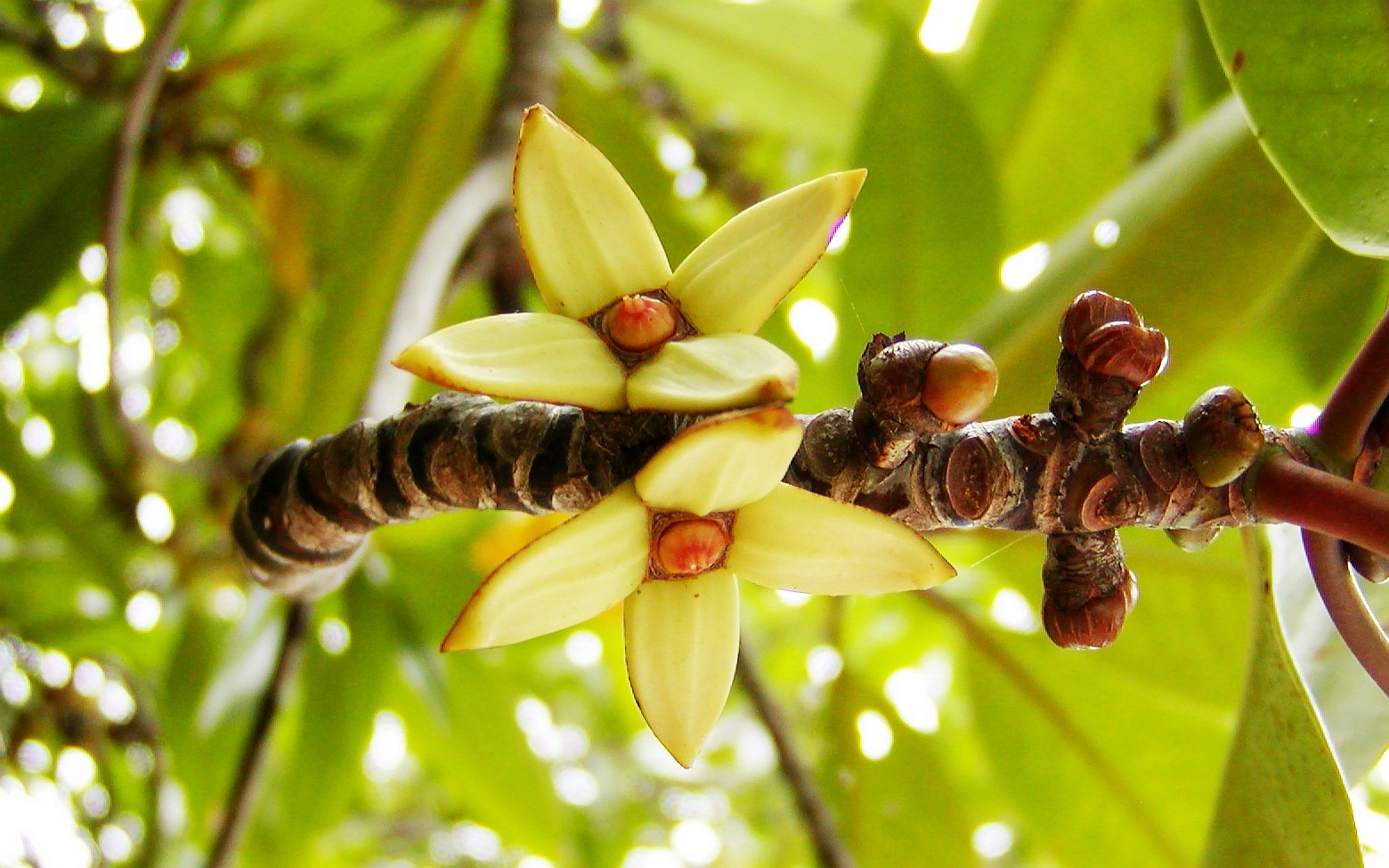 Madu Ganga  |  Rhizophora apiculata