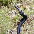 Cavagrande del Cassibile | Snakes