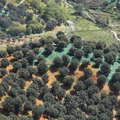 Aspromonte | Olive tree cultivation