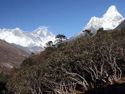 Tengboche  |  Mountain forest with Rhododendron