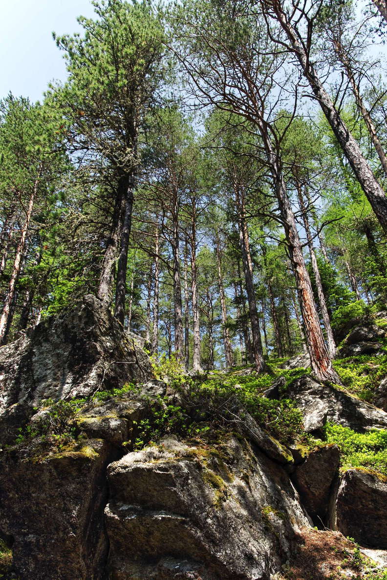 Köfels Rock Slide | Deposit with pine forest