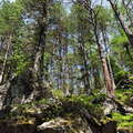 Köfels Rock Slide | Deposit with pine forest