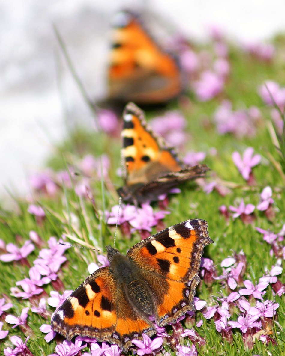 Karwendel | Butterflies