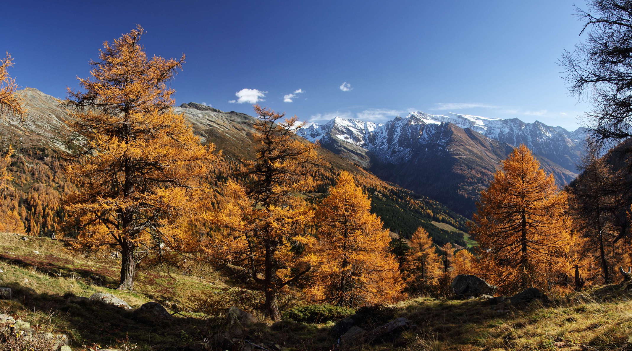 Felbertauern | Larch forest in autumn