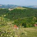 Sausal with vineyards