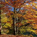 Vorderer Langbathsee | Autumn colours