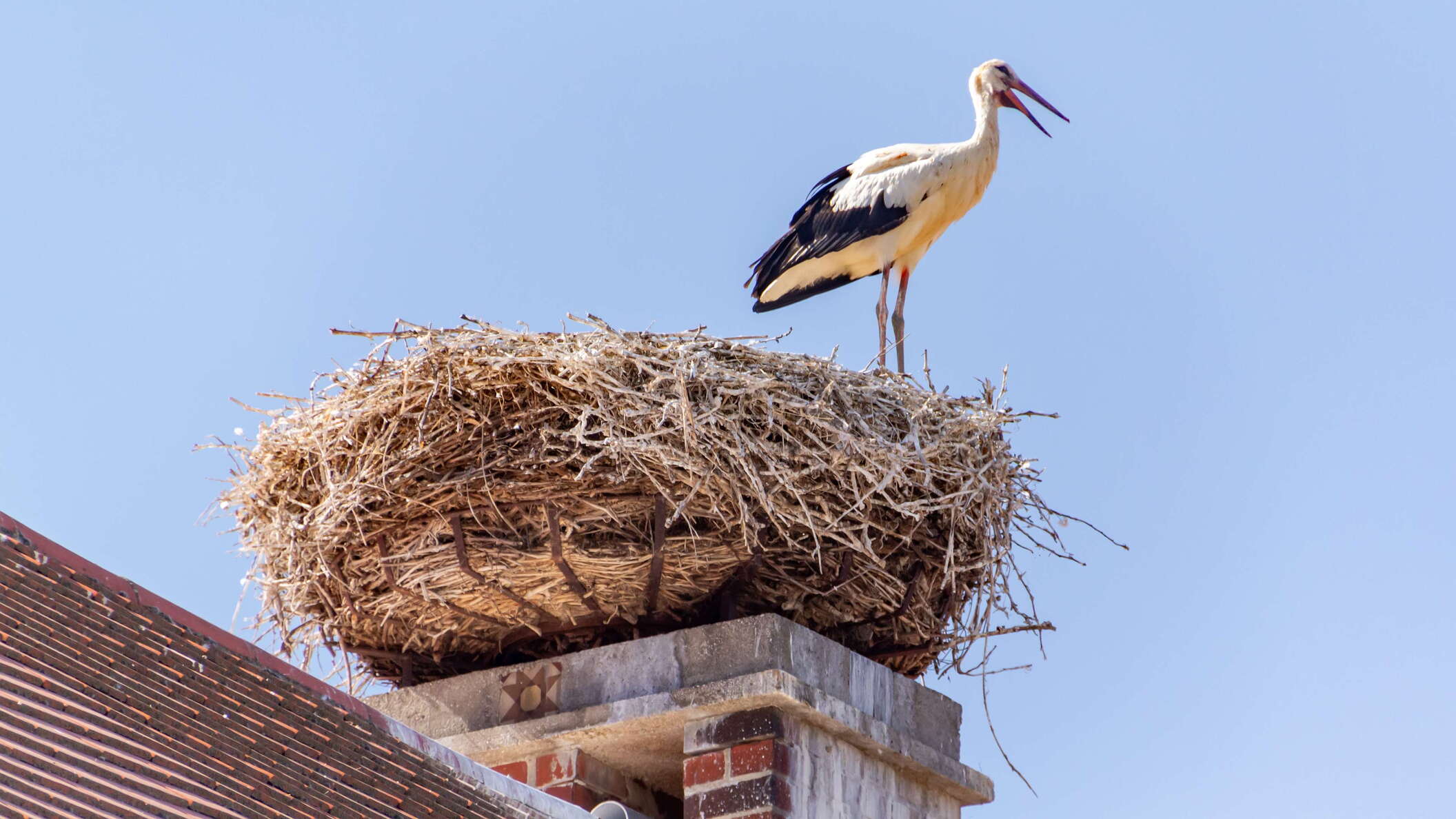 Rust | Chimney with stork nest