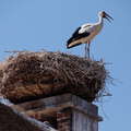 Rust | Chimney with stork nest