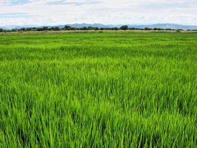 Río Magdalena Valley  |  Rice field