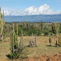 Tatacoa Desert  |  Columnar cacti
