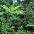 Isnos  |  Tree fern