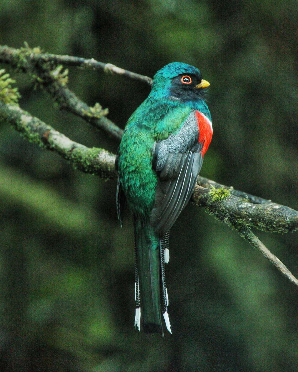 PN Puracé  |  Blue-crowned motmot (soledad)