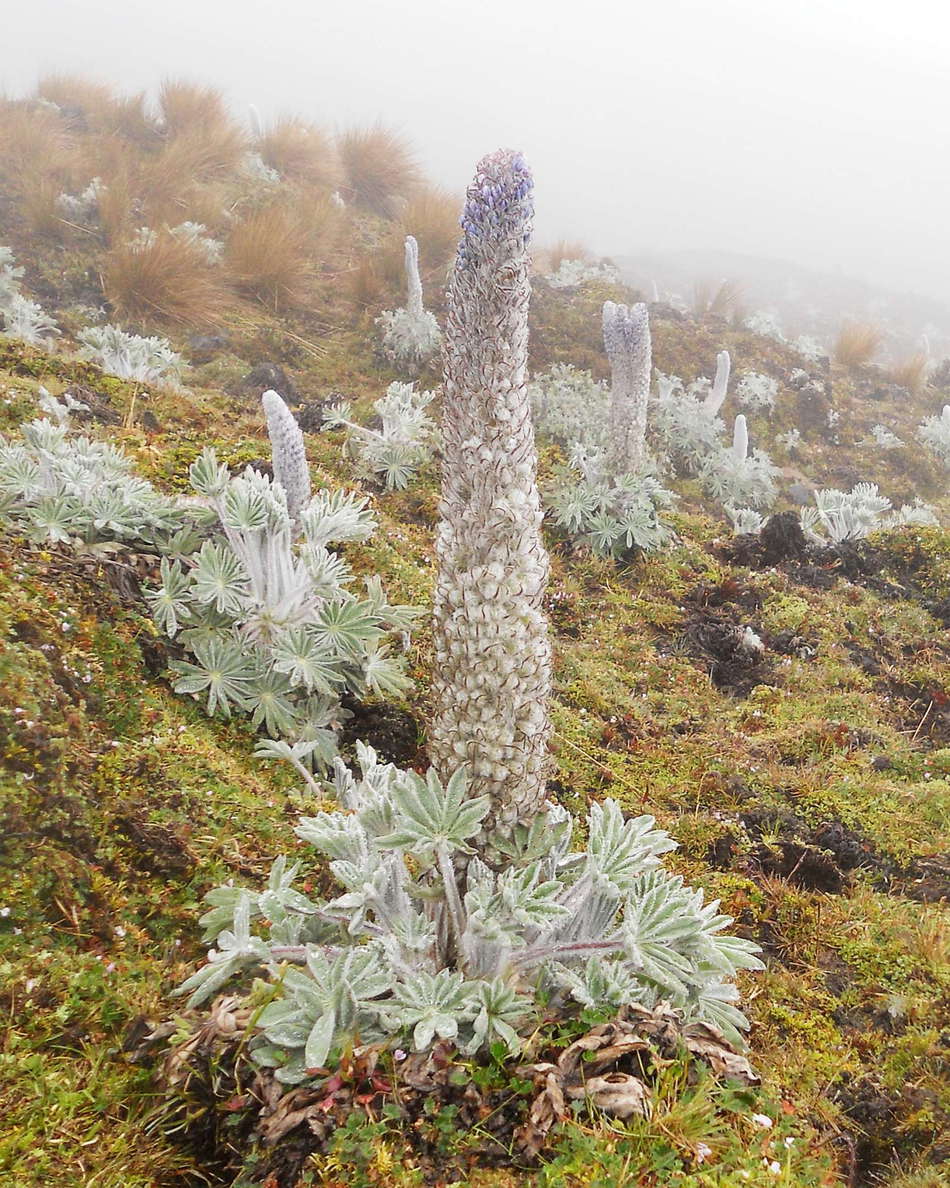 Lupine on the slopes of Volcán Puracé WI_co051a.jpg