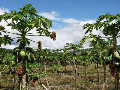Cauca valley  |  Papaya cultivation